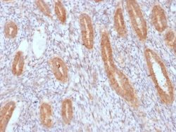 COX-2 Antibody (COX2/3232R) - Azide and BSA Free, Novus Biologicals 100